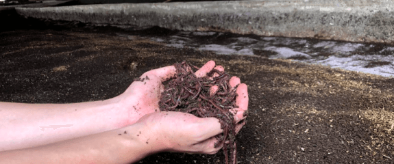 Nuôi giun công nghệ cao dvu1