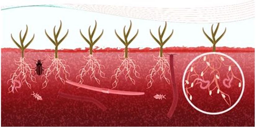 Tại sao phải cải tạo đất và phục hồi hệ sinh thái đất? dvkt cai tao dat vi sinh 2