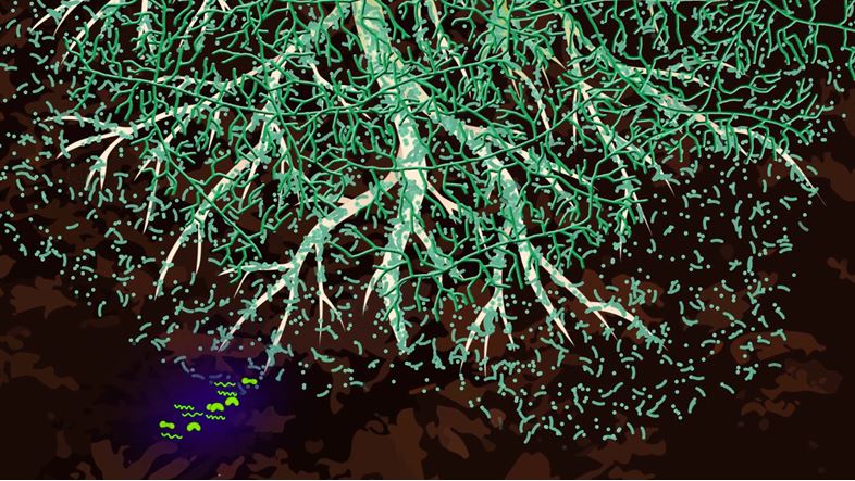 Phương pháp cải tạo đất hiệu quả bằng chế phẩm vi sinh vi sinh cai tao dat 2