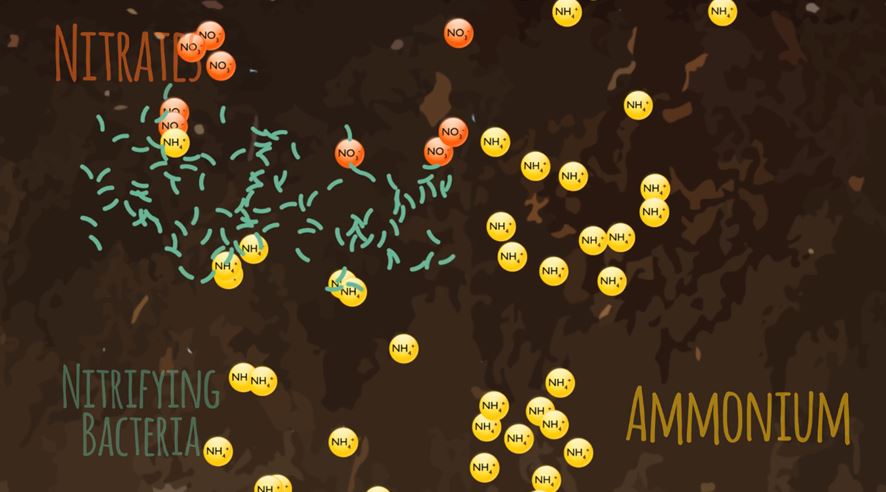 Phương pháp cải tạo đất hiệu quả bằng chế phẩm vi sinh vi sinh cai tao dat 4