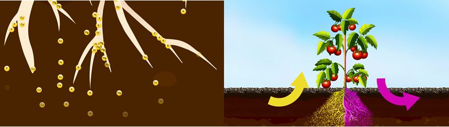 Phương pháp cải tạo đất hiệu quả bằng chế phẩm vi sinh vi sinh cai tao dat