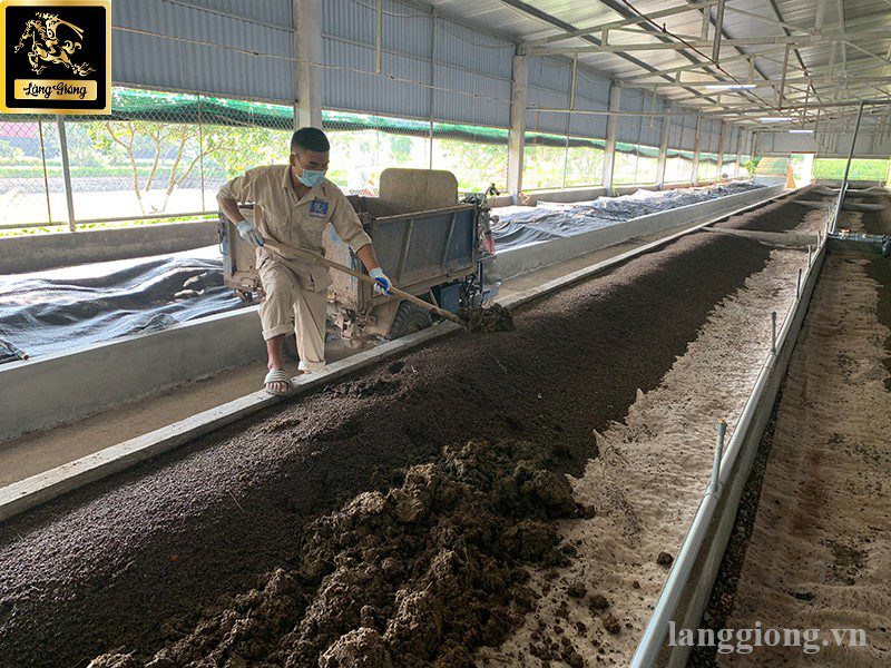 co gi dac biet o mo hinh nuoi giun nang suat cao tai lang giong 1