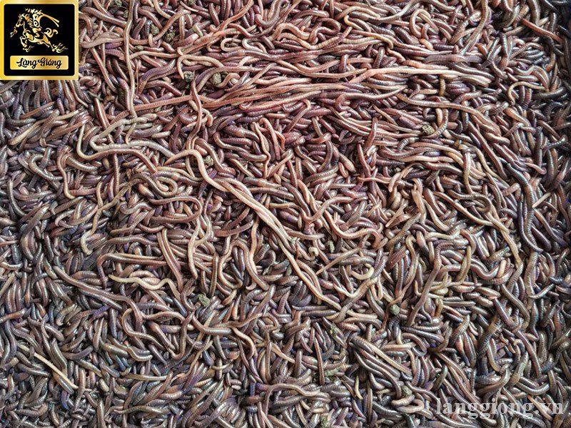 thu hoach va che bien giun lam sao cho don gian ma hieu qua 2 1