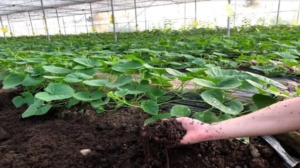 Lưu Bản Nháp Tự động