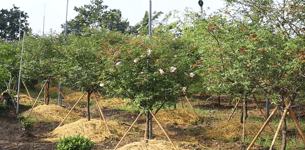 Trang chủ Quy Trình Cải Tạo đất (giải độc đất)