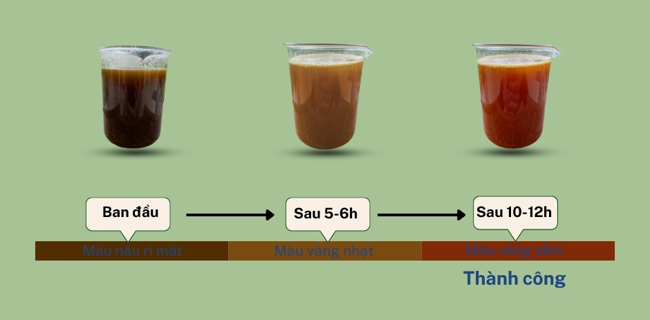 Phương Pháp Nhân Cấy Vi Sinh Thứ Cấp Từ Chế Phẩm Vi Sinh R Life Gốc