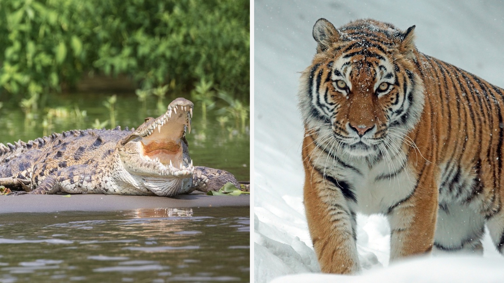 Lưới Thức ăn Lưới Thức ăn