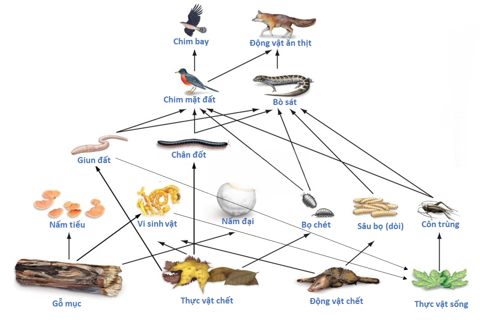 Lưới Thức ăn Lưới Thức ăn