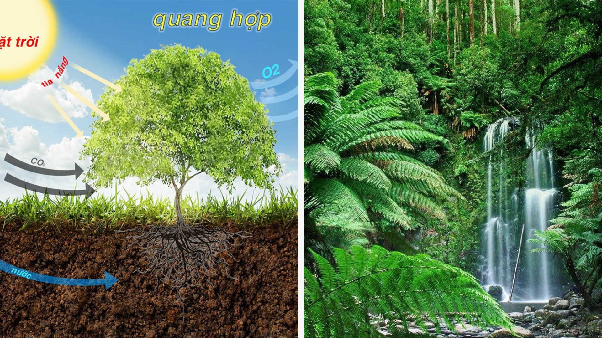 Lưới Thức ăn Lưới Thức ăn