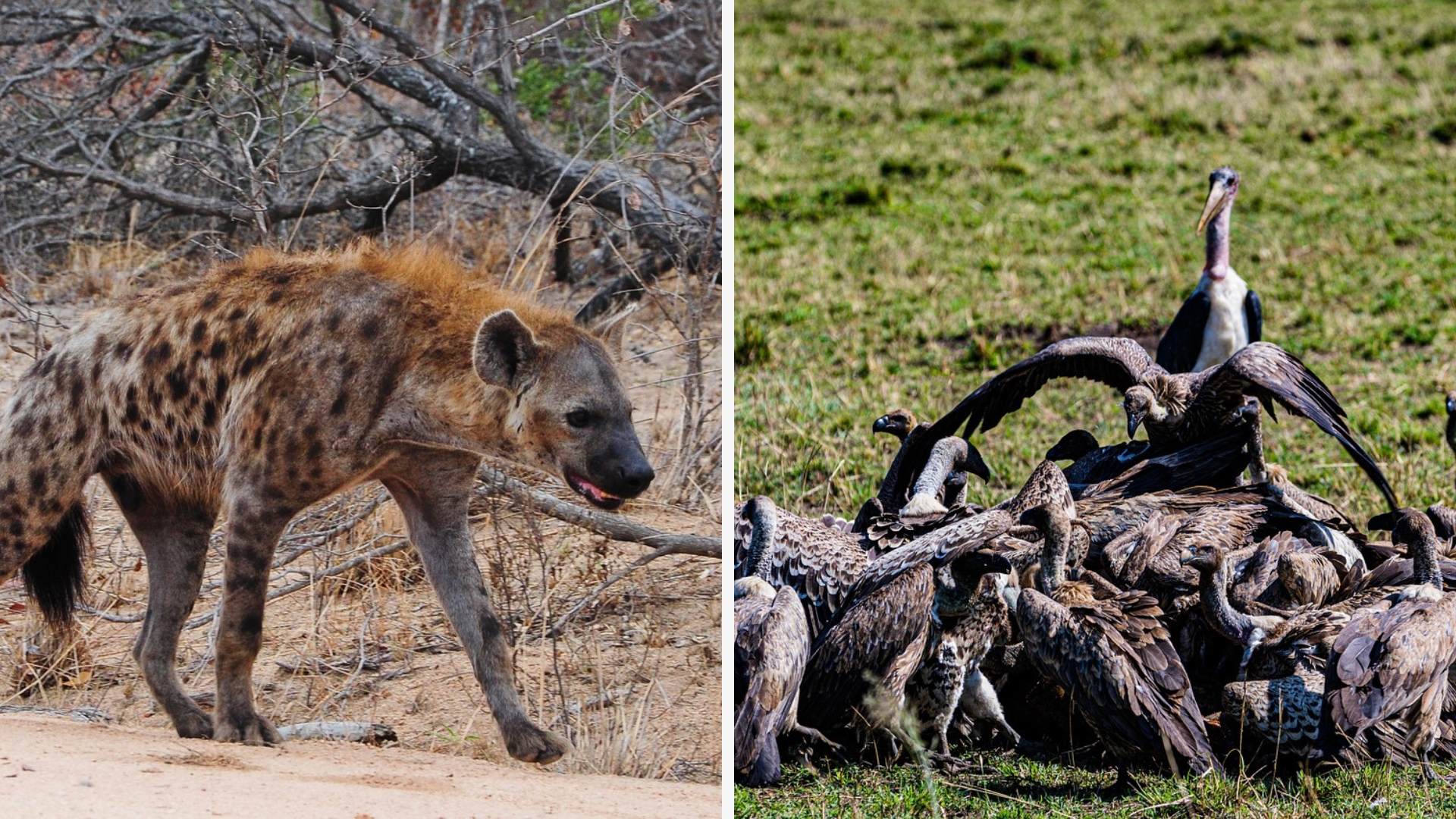 Lưới Thức ăn Lưới Thức ăn