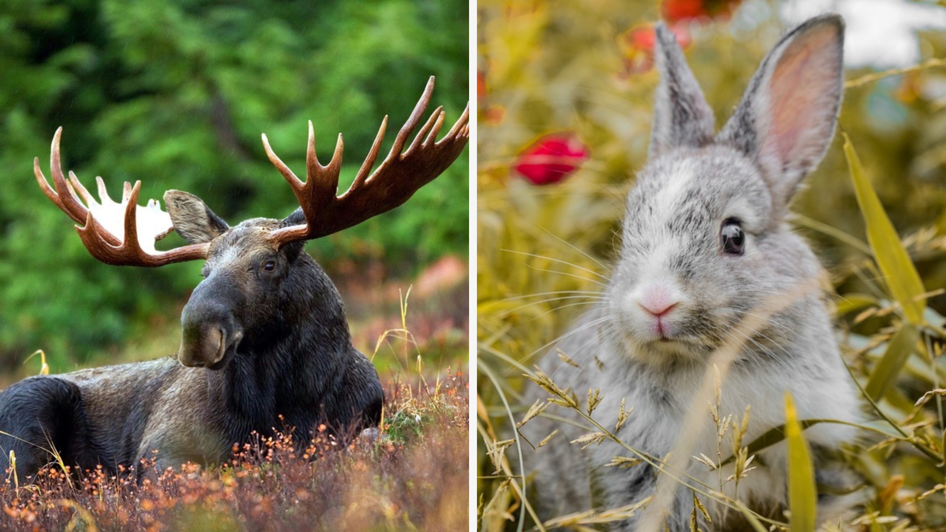 Lưới Thức ăn Lưới Thức ăn