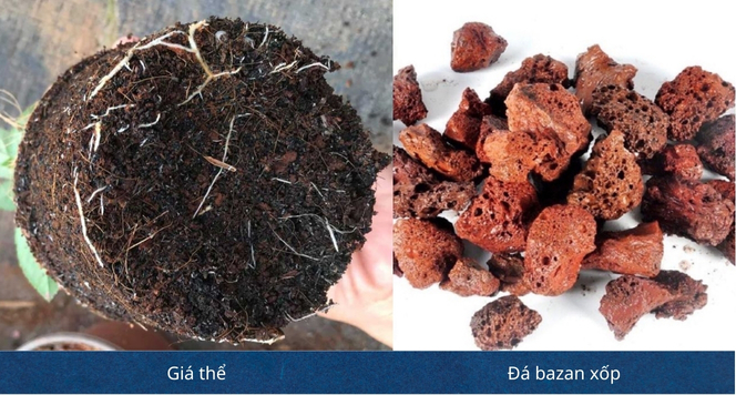 Vườn Nhỏ Tuần Hoàn Xanh: Tìm Về Hạnh Phúc Bình An