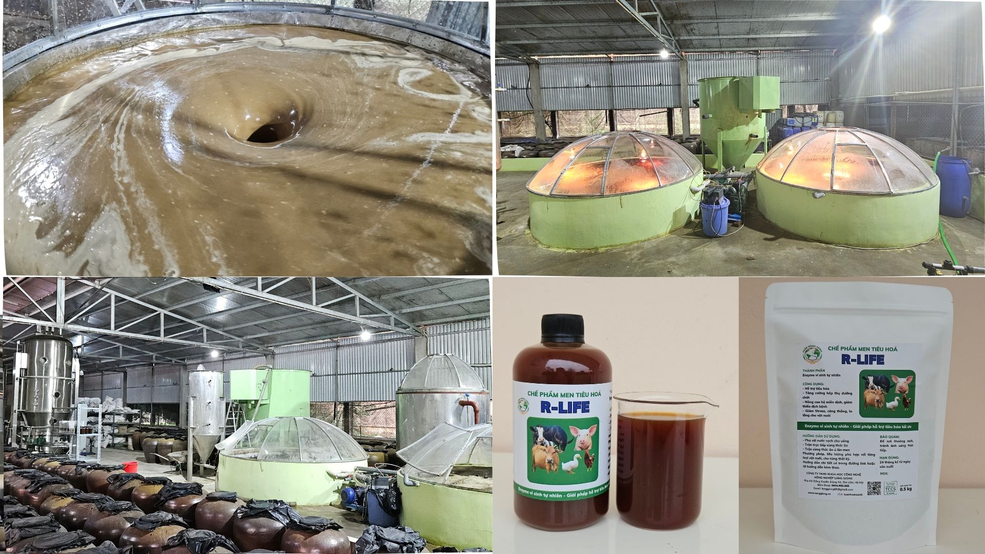 Men Tiêu Hóa R Life Vai Trò Và Tính ứng Dụng Trong Chăn Nuôi