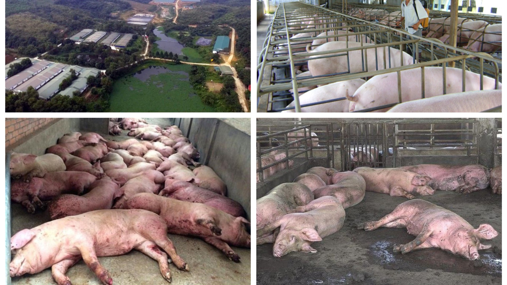 Đẩy Lùi Dịch Bệnh Trong Chăn Nuôi Đẩy Lùi Dịch Bệnh Trong Chăn Nuôi