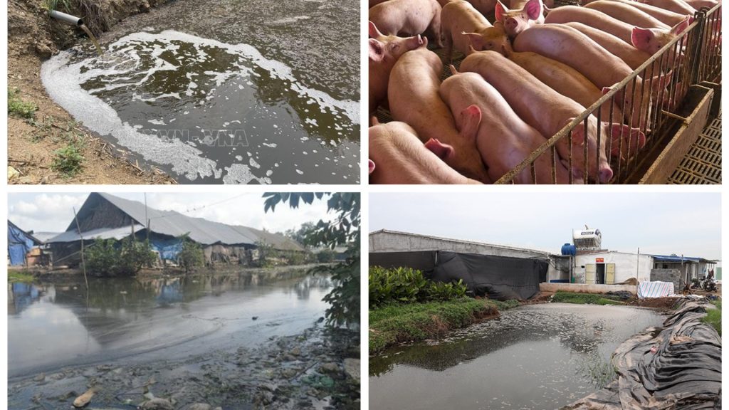 Đẩy Lùi Dịch Bệnh Trong Chăn Nuôi