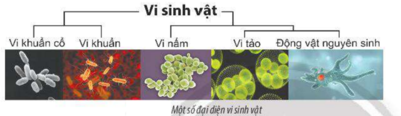 Vi Sinh Vật: Khái Niệm Cơ Bản Và Vai Trò Với Hệ Sinh Thái Vi Sinh Vật: Khái Niệm Cơ Bản Và Vai Trò Với Hệ Sinh Thái