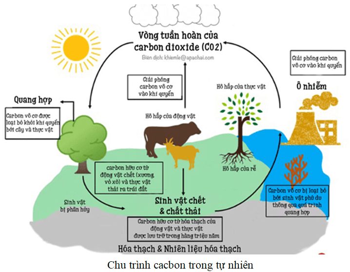 Tuần Hoàn Sinh Học