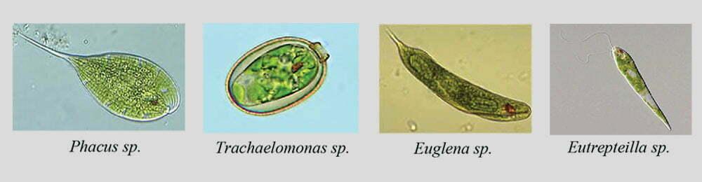 Vi Sinh Vật: Khái Niệm Cơ Bản Và Vai Trò Với Hệ Sinh Thái Vi Sinh Vật: Khái Niệm Cơ Bản Và Vai Trò Với Hệ Sinh Thái