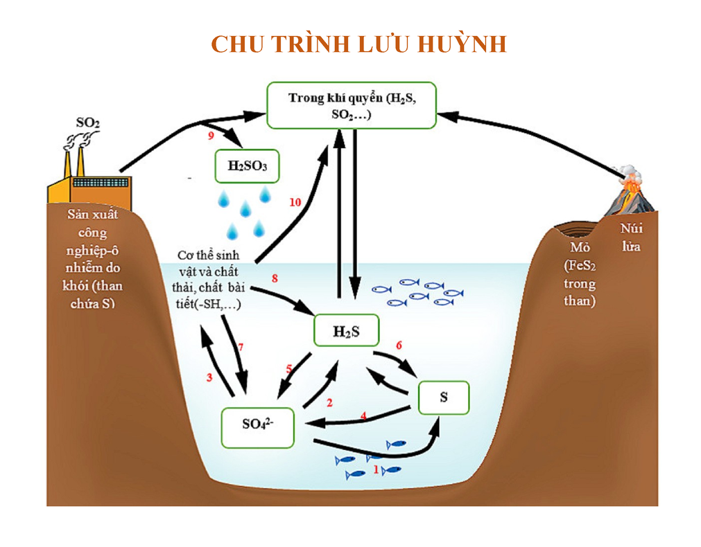 Tuần Hoàn Sinh Học