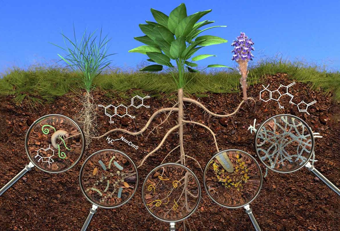 tác Dụng Của Phân ủ Hữu Cơ Vi Sinh tác Dụng Của Phân ủ Hữu Cơ Vi Sinh